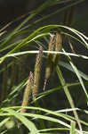 Fringed sedge